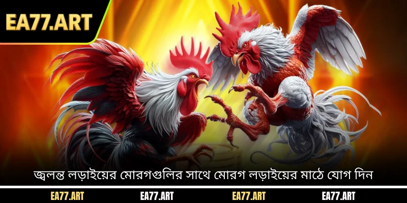 জ্বলন্ত লড়াইয়ের মোরগগুলির সাথে মোরগ লড়াইয়ের মাঠে যোগ দিনজ্বলন্ত লড়াইয়ের মোরগগুলির সাথে মোরগ লড়াইয়ের মাঠে যোগ দিন
